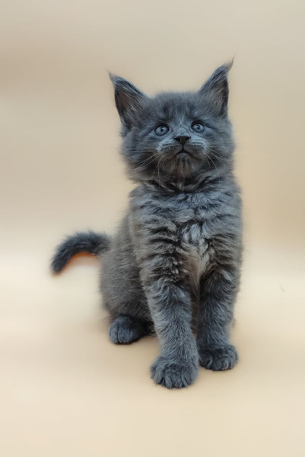 Bear | Maine Coon Kitten