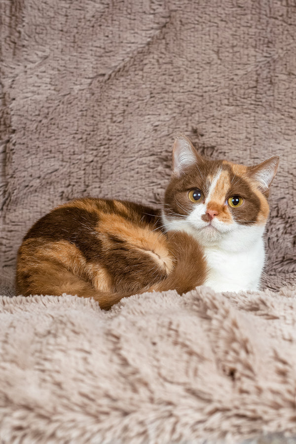 Beata | British Shorthair Kitten