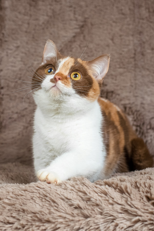 Beata | British Shorthair Kitten