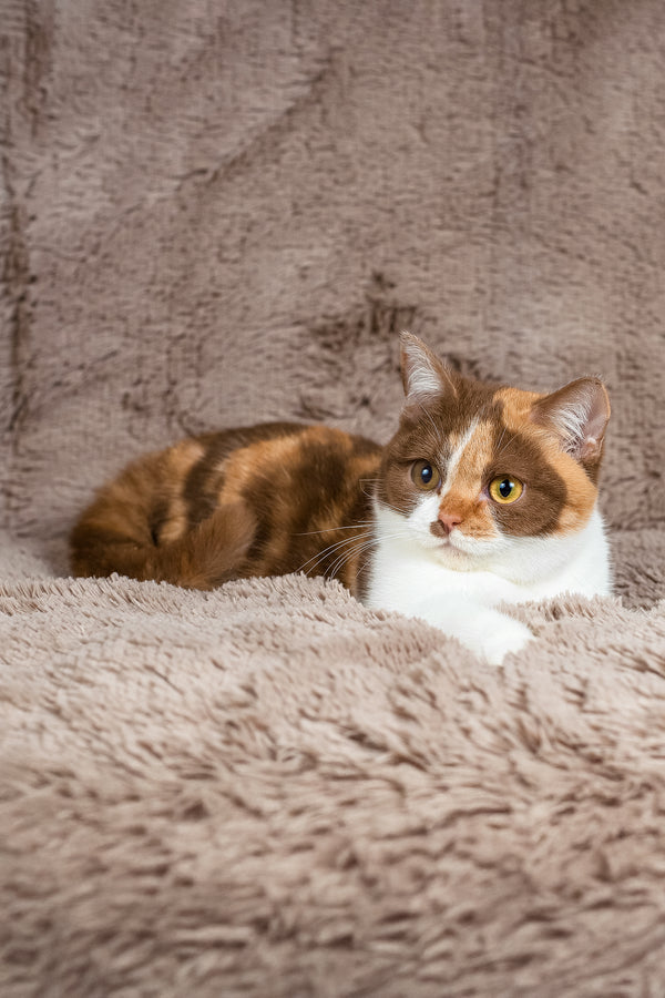 Beata | British Shorthair Kitten