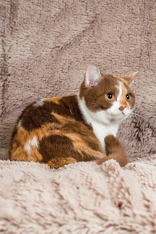 Beata | British Shorthair Kitten