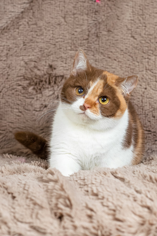 Beata | British Shorthair Kitten