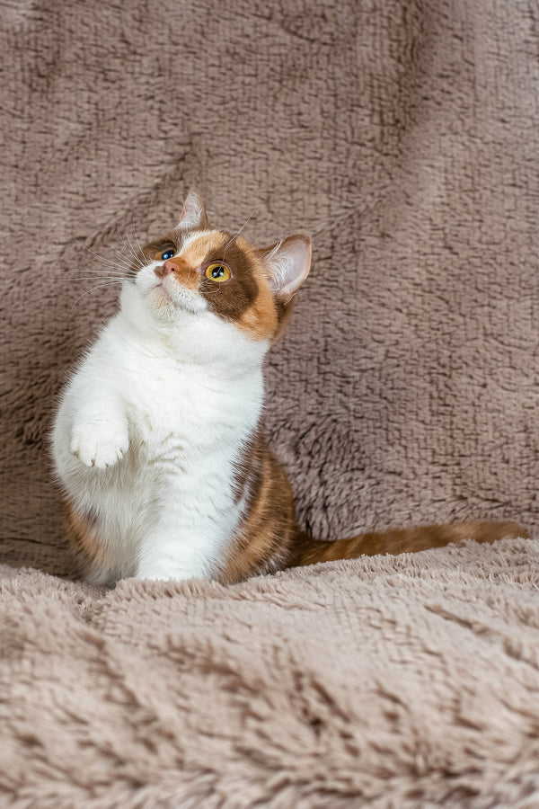 Beata | British Shorthair Kitten