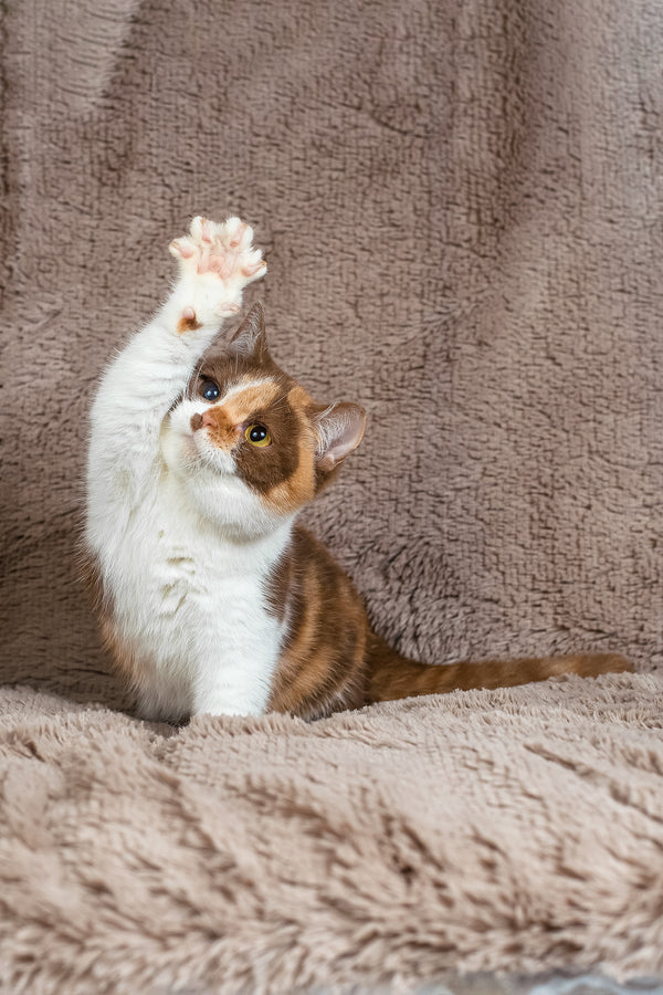 Beata | British Shorthair Kitten