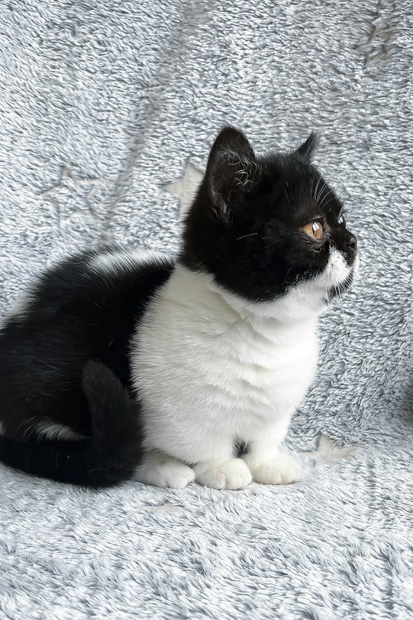 Beatrice | Munchkin Kitten