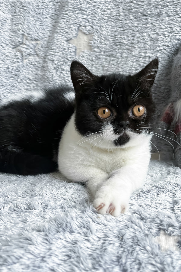 Beatrice | Munchkin Kitten