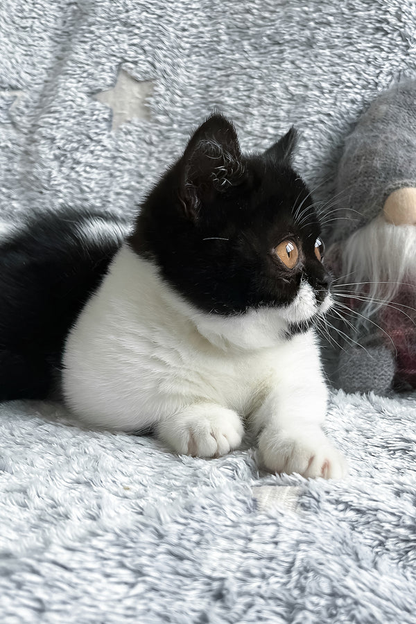 Beatrice | Munchkin Kitten