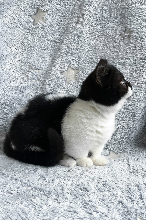 Beatrice | Munchkin Kitten
