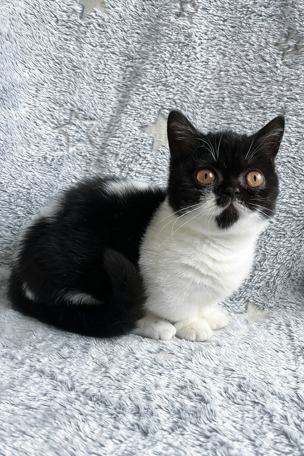 Beatrice | Munchkin Kitten
