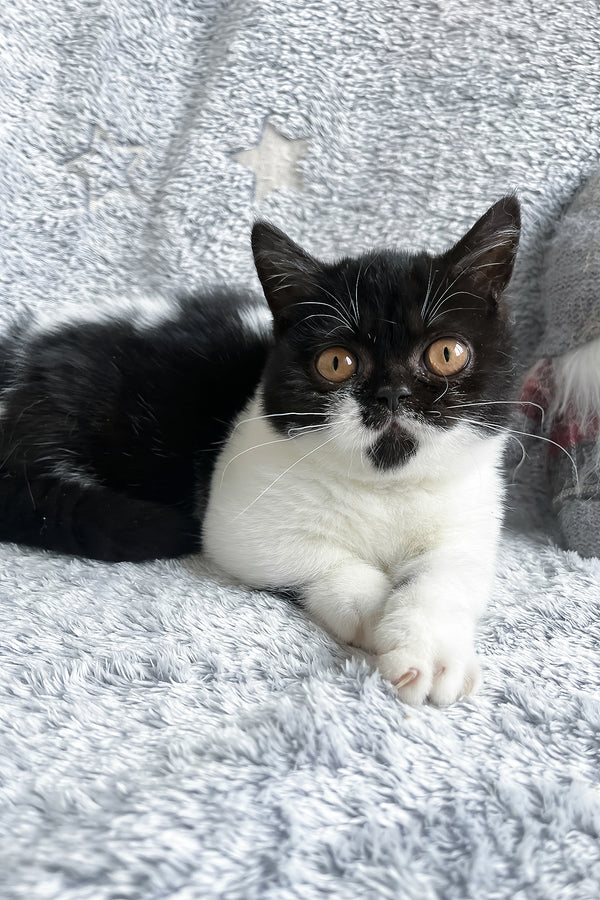 Beatrice | Munchkin Kitten