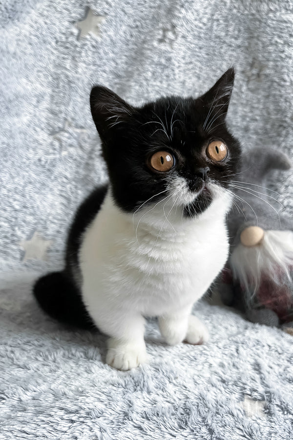 Beatrice | Munchkin Kitten