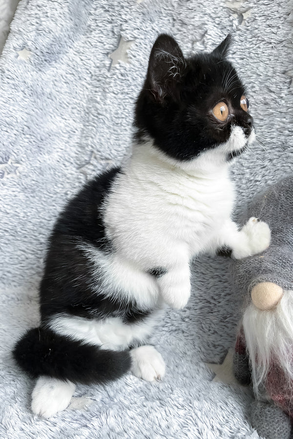 Beatrice | Munchkin Kitten