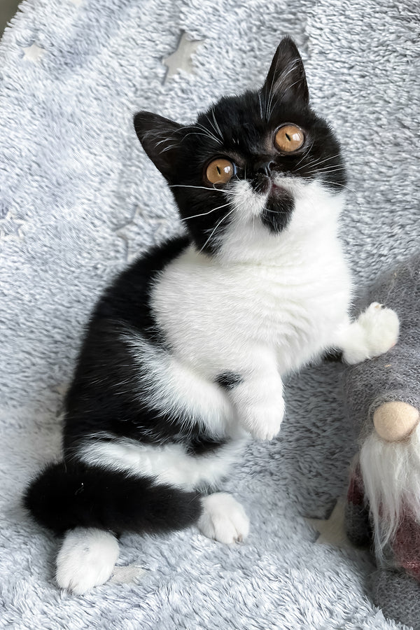 Beatrice | Munchkin Kitten
