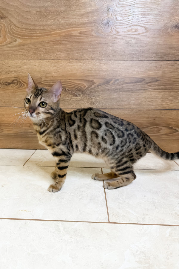 Beatrice | Bengal Kitten