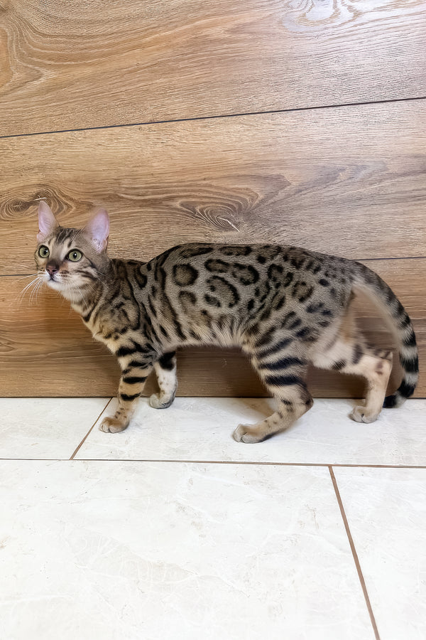 Beatrice | Bengal Kitten