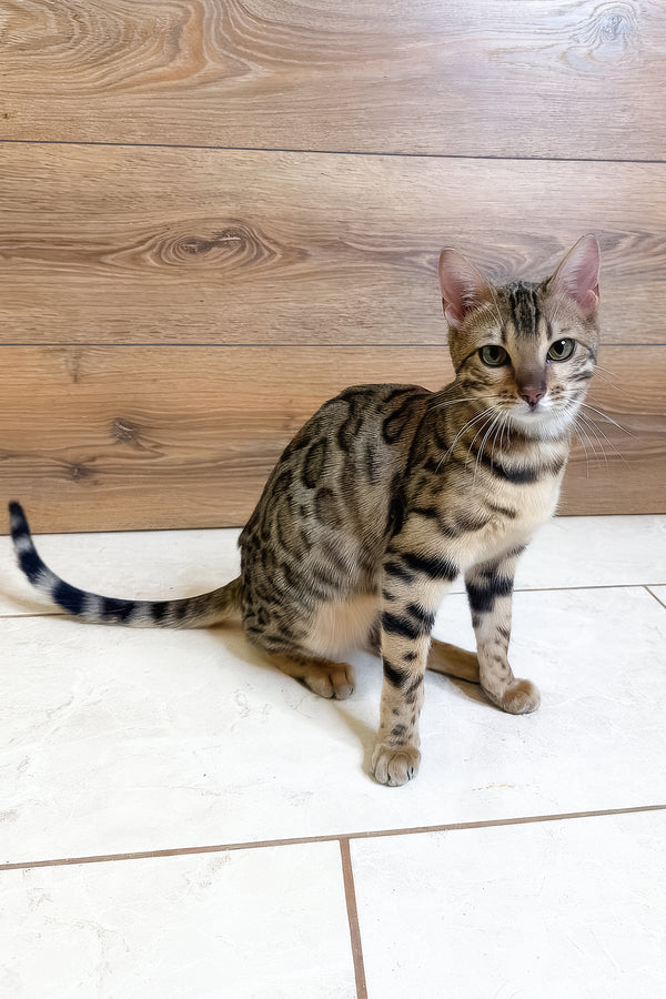 Beatrice | Bengal Kitten