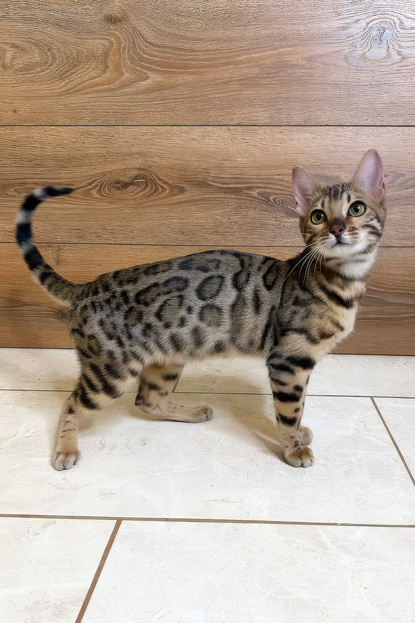 Beatrice | Bengal Kitten