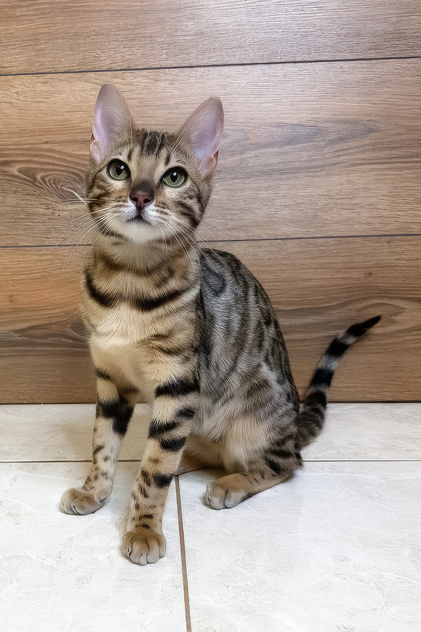 Beatrice | Bengal Kitten