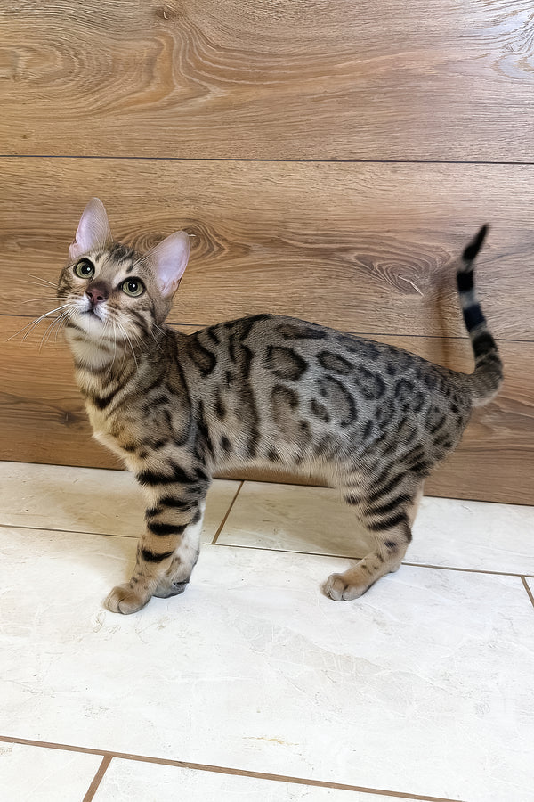 Beatrice | Bengal Kitten