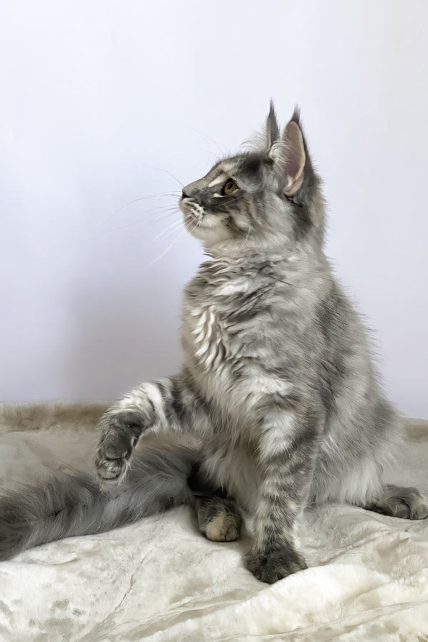 Beatriche | Maine Coon Kitten