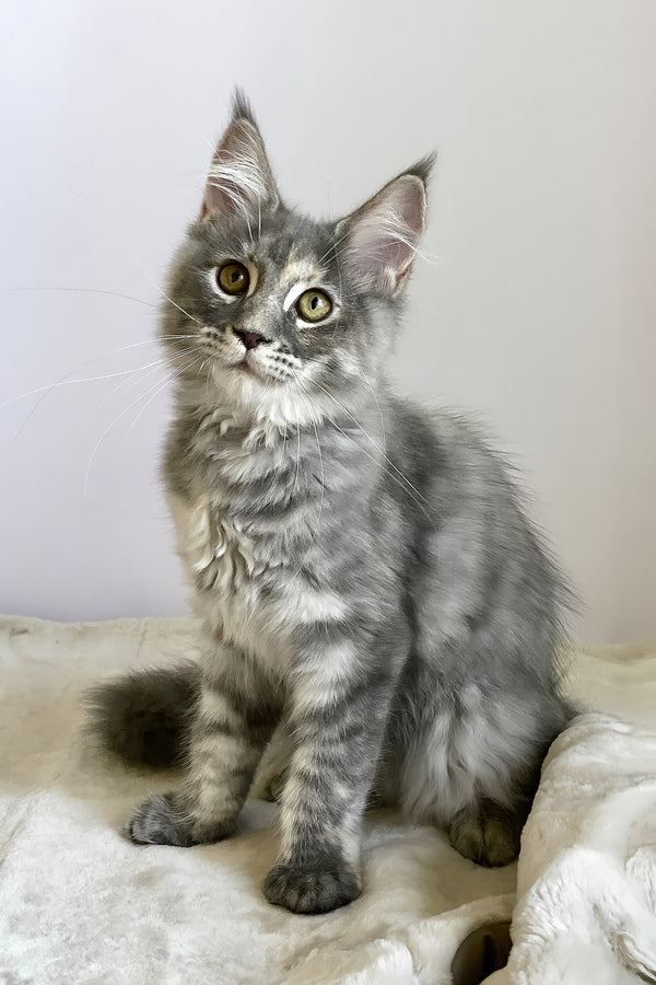 Beatriche | Maine Coon Kitten