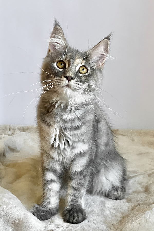 Beatriche | Maine Coon Kitten