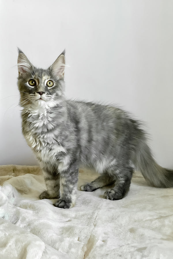 Beatriche | Maine Coon Kitten