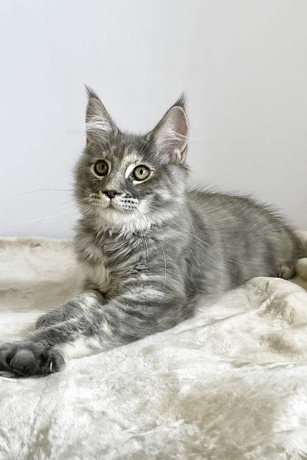 Beatriche | Maine Coon Kitten
