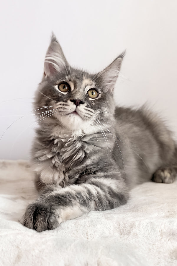 Beatriche | Maine Coon Kitten