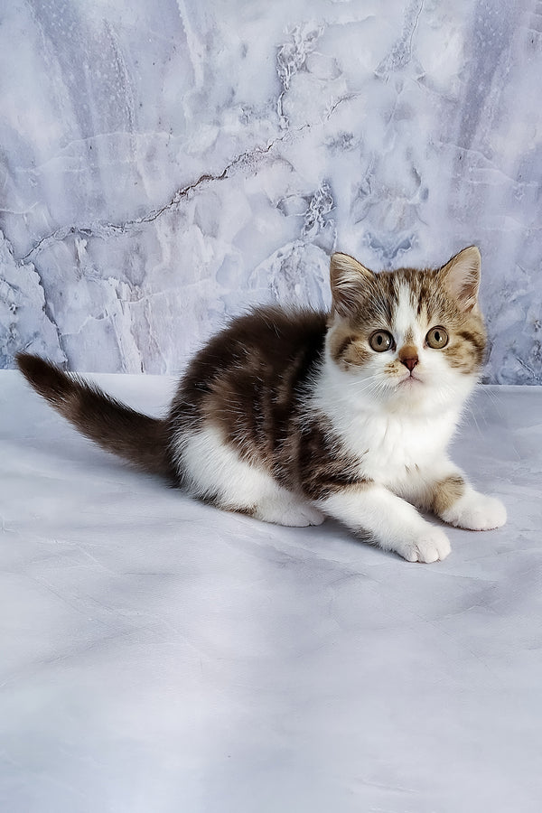 Beckham | Scottish Straight Kitten