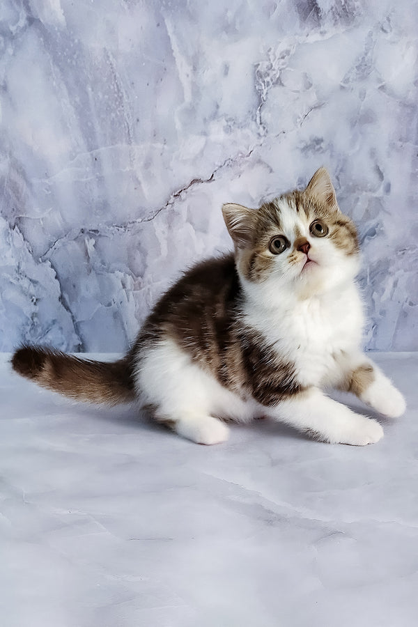 Beckham | Scottish Straight Kitten