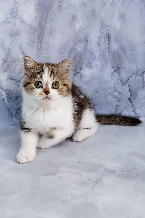 Beckham | Scottish Straight Kitten