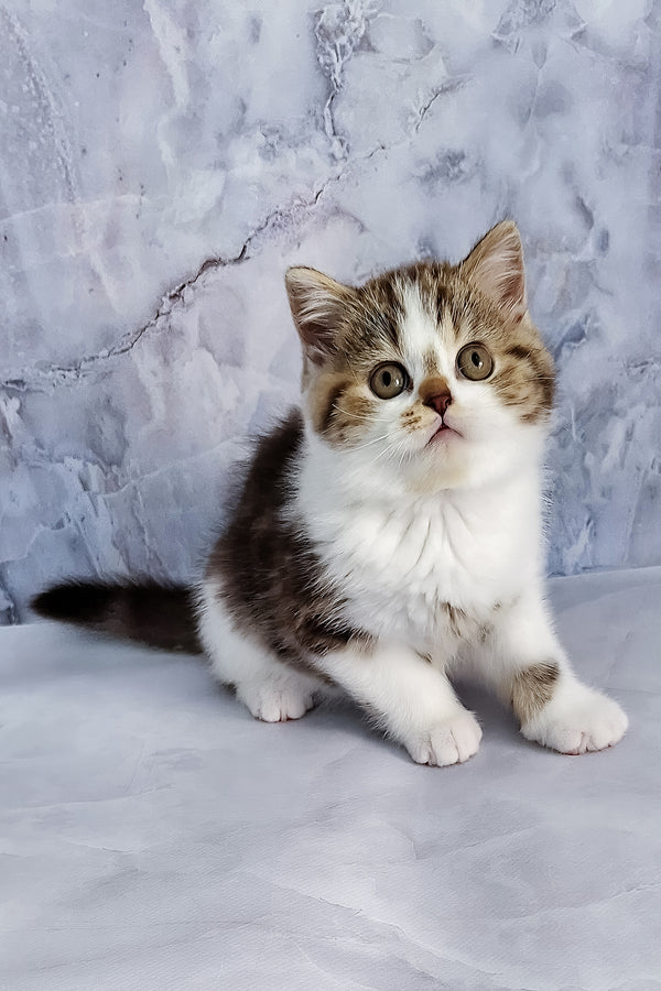 Beckham | Scottish Straight Kitten