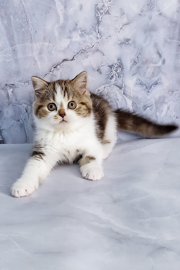 Beckham | Scottish Straight Kitten