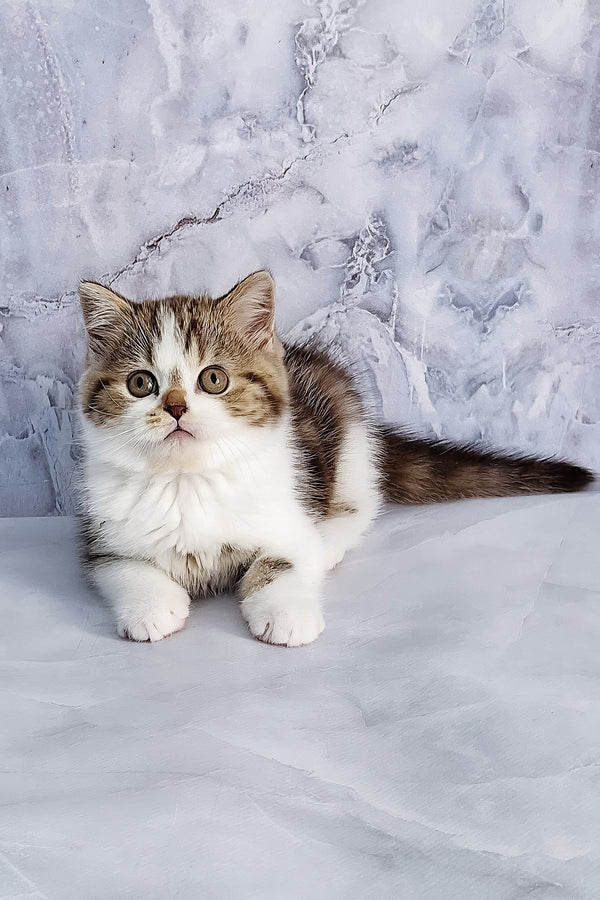Beckham | Scottish Straight Kitten