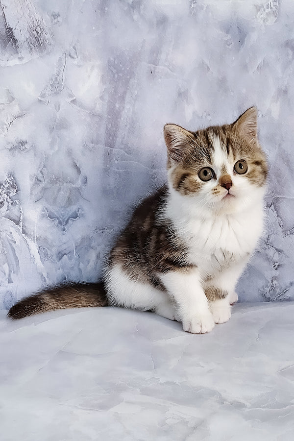 Beckham | Scottish Straight Kitten