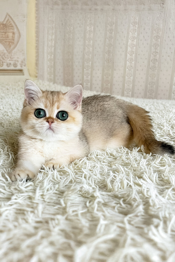 Belinda | British Shorthair Kitten
