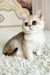 Belinda | British Shorthair Kitten