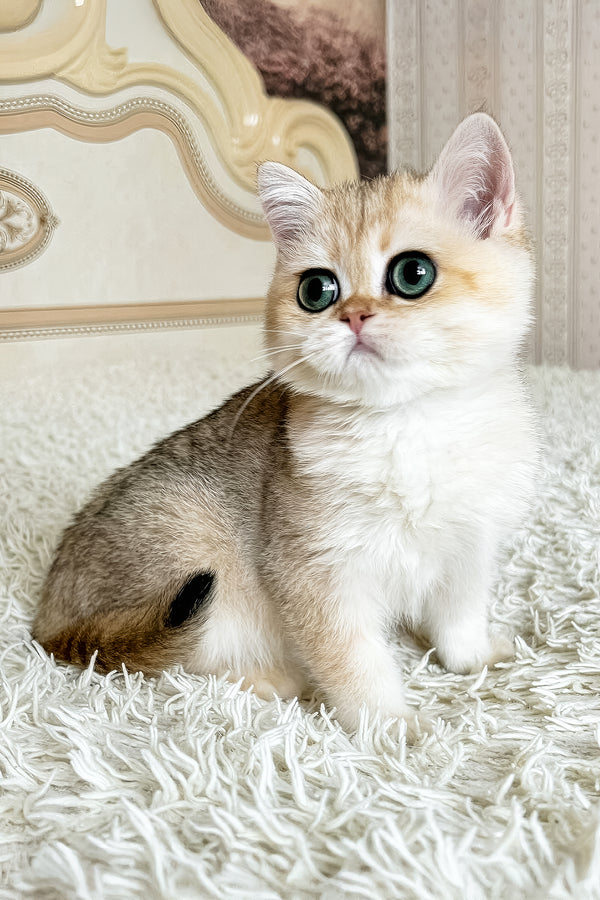 Belinda | British Shorthair Kitten