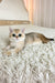 Belinda | British Shorthair Kitten