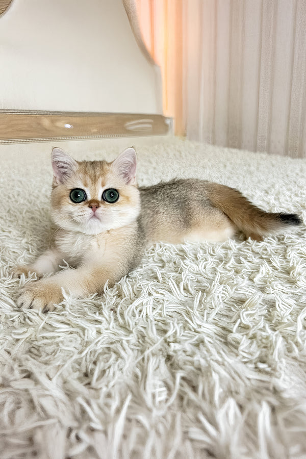 Belinda | British Shorthair Kitten