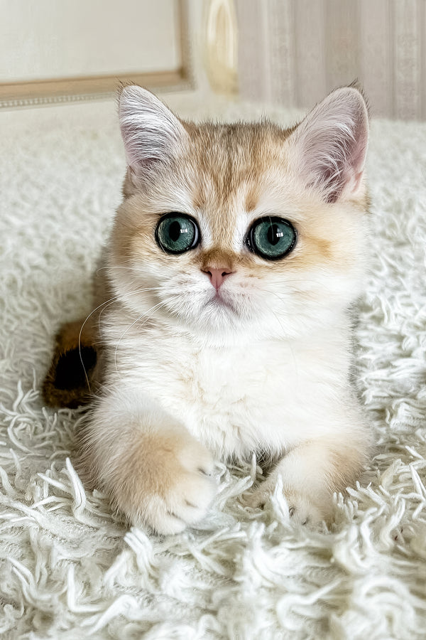 Belinda | British Shorthair Kitten
