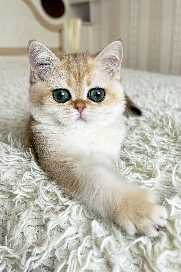 Belinda | British Shorthair Kitten