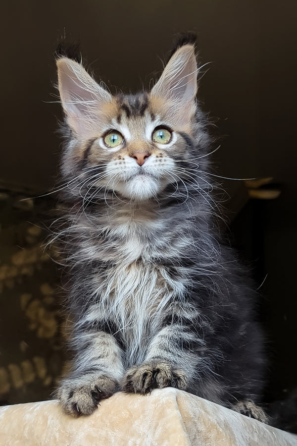 Bell | Maine Coon Kitten