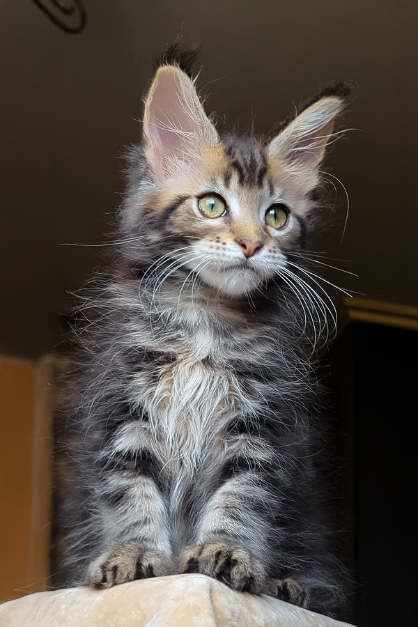 Bell | Maine Coon Kitten