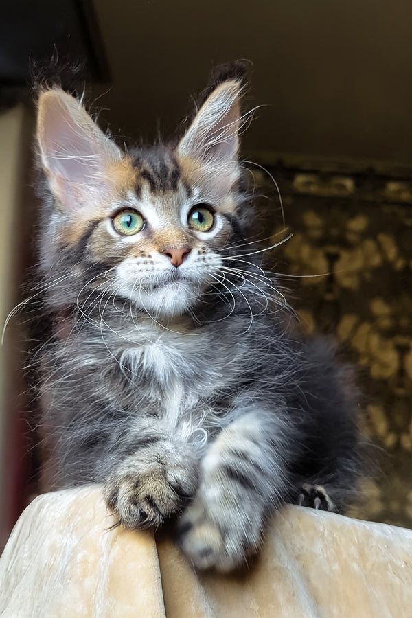 Bell | Maine Coon Kitten