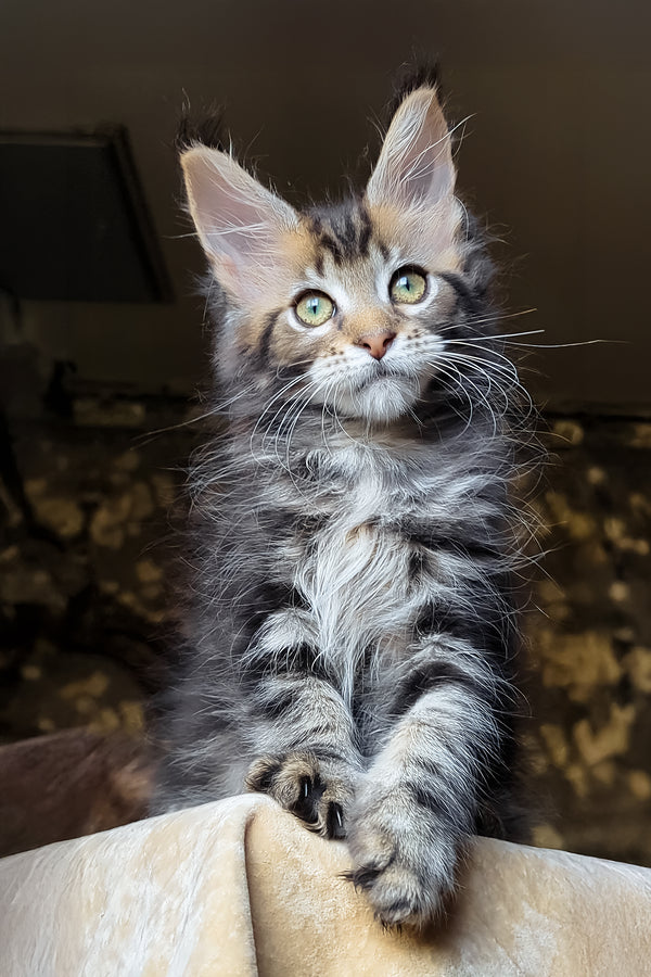 Bell | Maine Coon Kitten