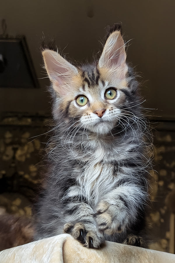 Bell | Maine Coon Kitten