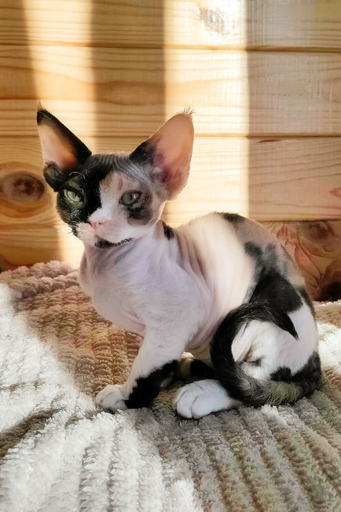 Bella | Devon Rex Kitten