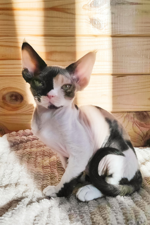 Bella | Devon Rex Kitten